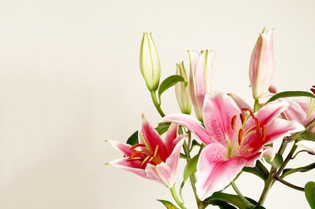 Lindo buquê de flor Lilium rosa ou lírio em fundo branco