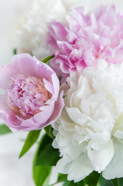 Lindo buquê de flores brancas e rosa peôniasxA