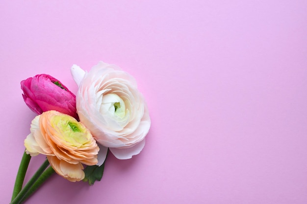 Lindo buquê de flores coloridas de ranúnculo em uma superfície rosa