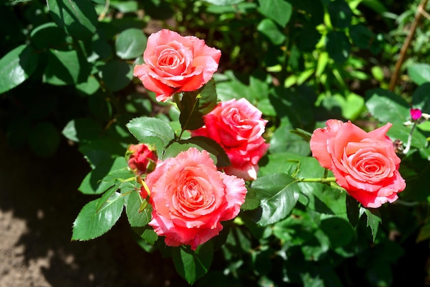 Lindo buquê de flores cor de rosa rosas no jardim em um fundo de gramado. Muita vegetação e canteiros de flores. Projeto paisagístico. Natureza. Plantas perenes. vermelho