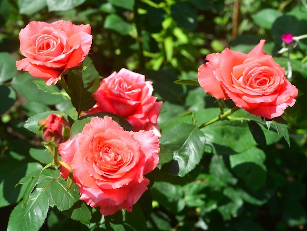 Lindo buquê de flores cor de rosa rosas no jardim em um fundo de gramado. Muita vegetação e canteiros de flores. Projeto paisagístico. Natureza. Plantas perenes. vermelho