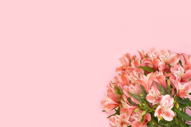 Lindo buquê de flores de alstroemeria em fundo rosa.
