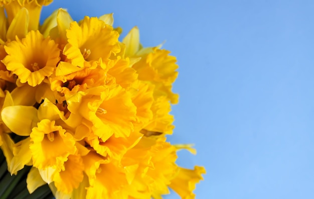 Lindo buquê de flores de narciso amarelo da primavera ou plantas de narciso em fundo azul close-up