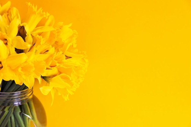 Foto lindo buquê de flores de narciso amarelo primavera em vaso transparente de vidro composição floral ou narcisos em fundo amarelo brilhante