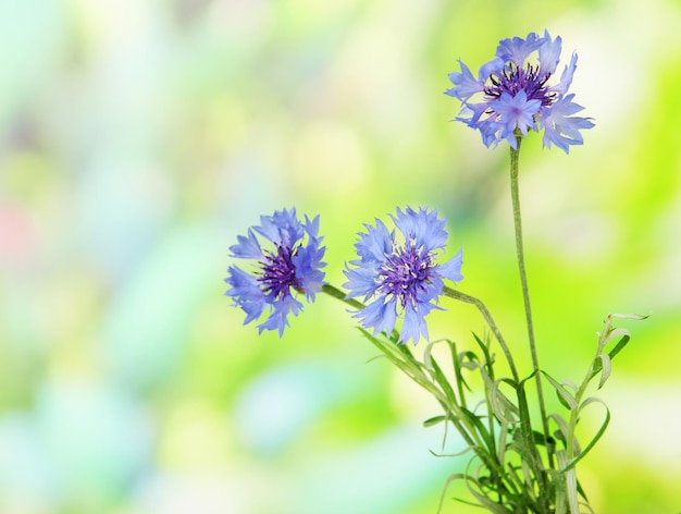 Lindo buquê de flores em fundo verde