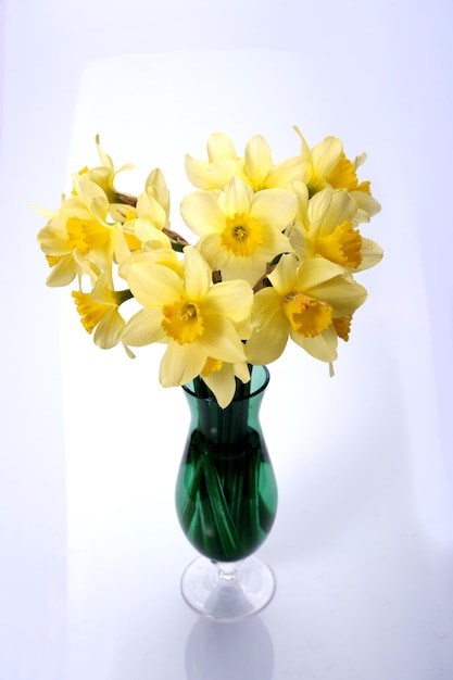 Lindo buquê de flores frescas de narciso amarelo em plena floração em vaso contra fundo branco