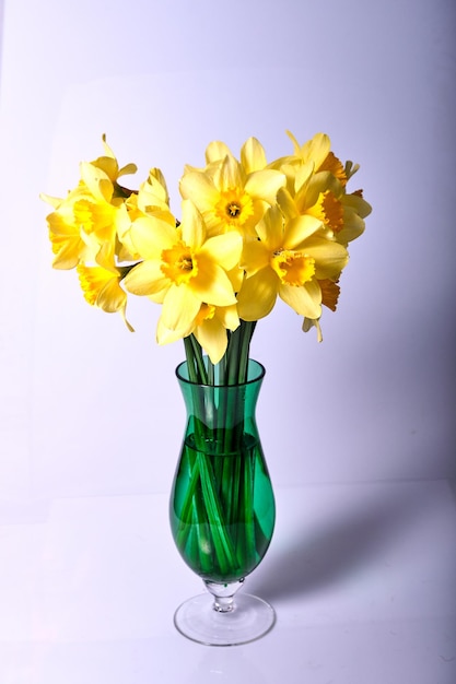 Lindo buquê de flores frescas de narciso amarelo em plena floração em vaso contra fundo branco