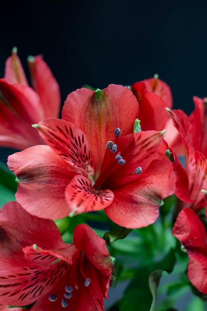 Lindo buquê de flores vermelhas de alstroemeria inca lily em um fundo floral cartão de flor