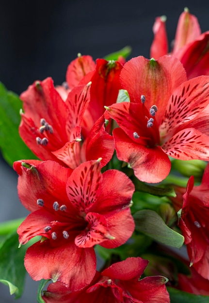 Lindo buquê de flores vermelhas de alstroemeria lily em fundo floral Foco suave de cartão de flor