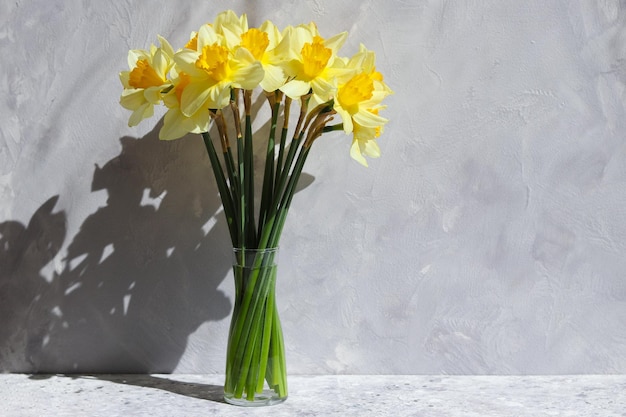 Lindo buquê de narcisos amarelos em um vaso contra uma parede cinza com sombras profundas Copiar espaço