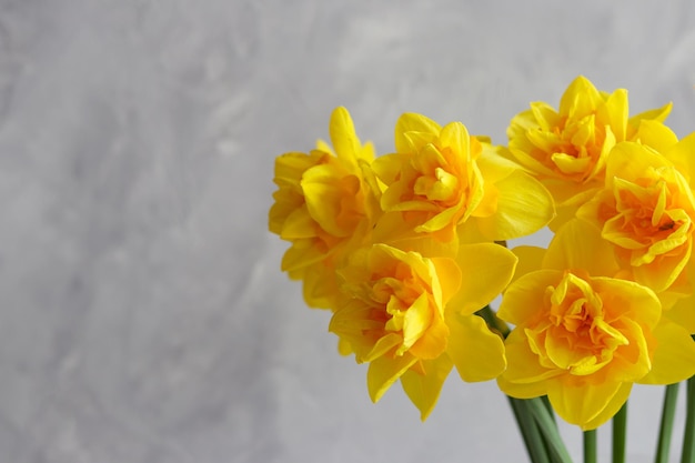 Lindo buquê de narcisos amarelos fechados contra uma parede cinza Arranjo floral Primavera