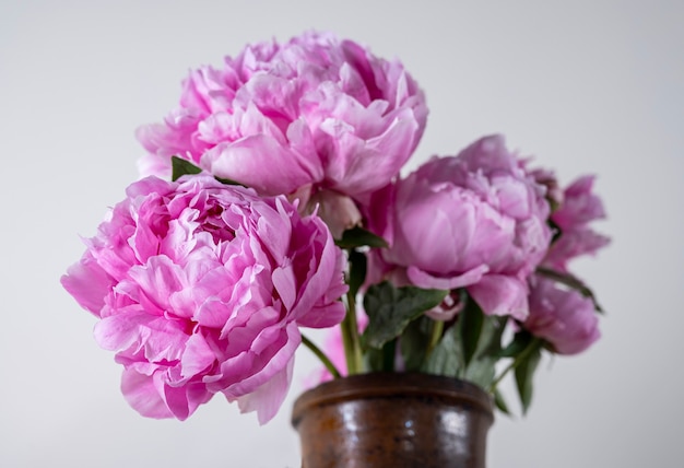 Lindo buquê de peônias rosa em um vaso em um fundo cinza