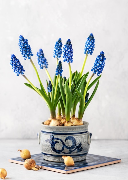 Lindo buquê de primavera de flores de jacinto de uva azul em um antigo pote de cerâmica vintage