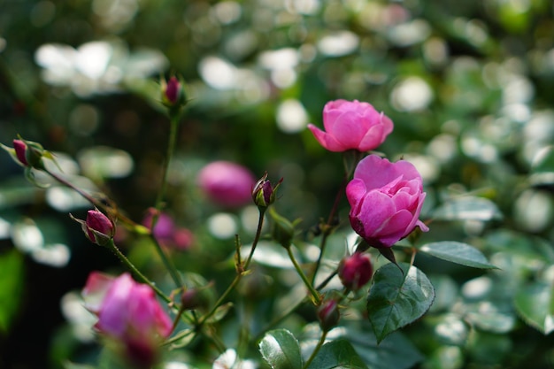 Foto lindo buquê de rosas de jardim