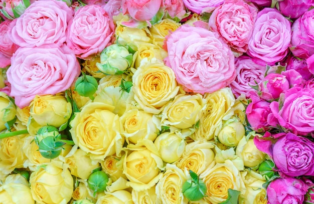 Lindo buquê de rosas Lindo fundo colorido floral