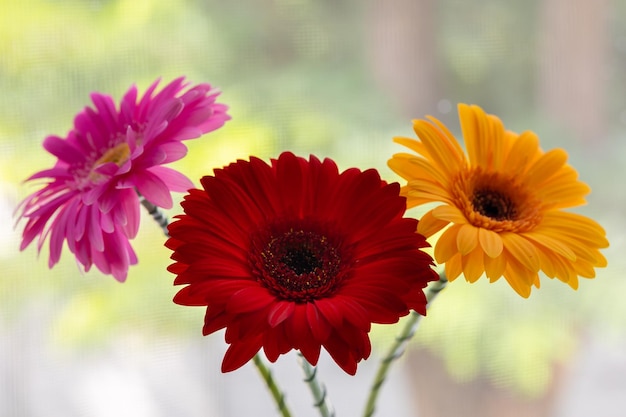 Lindo buquê de três flores gerbera em um fundo de janela turva