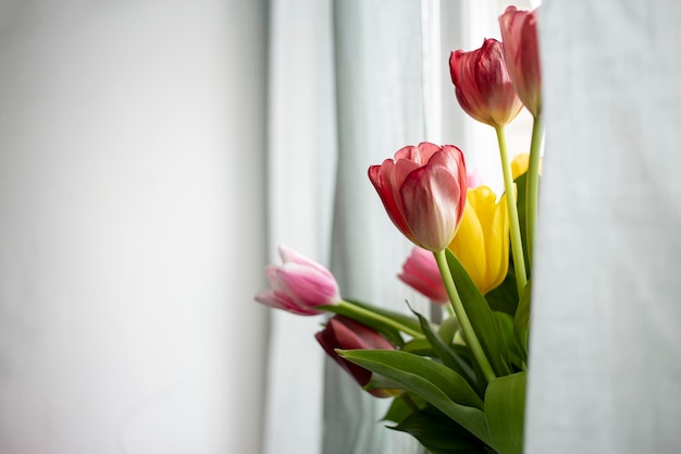 Lindo buquê de tulipas é visível por trás das cortinas