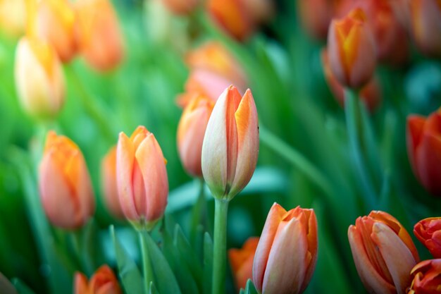 Lindo buquê de tulipas no jardim