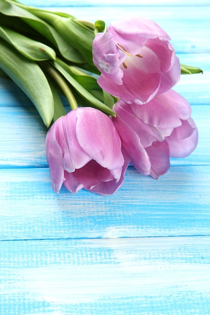 Lindo buquê de tulipas roxas em fundo azul de madeira