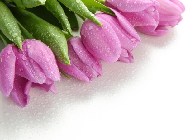 Lindo buquê de tulipas roxas, isoladas em branco