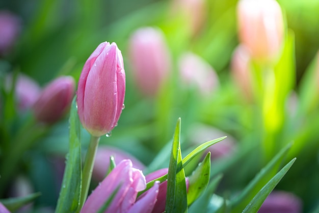 Lindo buquê de tulipas. tulipas coloridas.