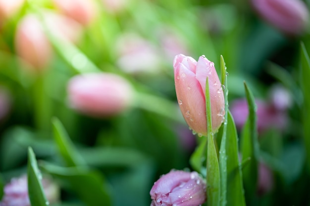Lindo buquê de tulipas. tulipas coloridas.