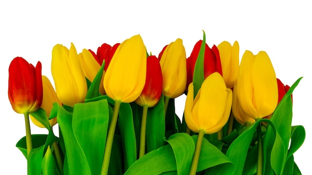 Lindo buquê de tulipas vermelhas e amarelas