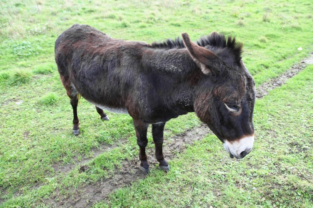 Lindo burro marrón oscuro