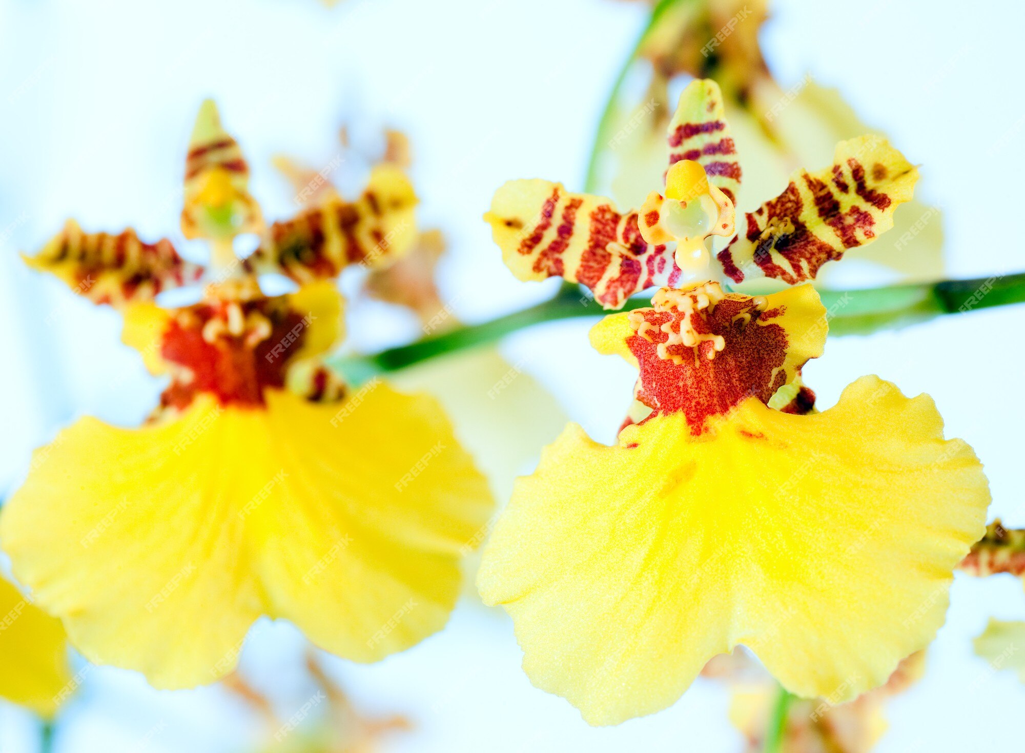 Lindo cacho de flores de orquídeas manchadas de amarelo-bordô (macro) |  Foto Premium