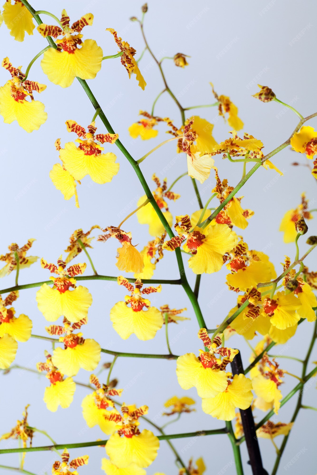 Lindo cacho de flores de orquídeas manchadas de amarelo-bordô (macro) |  Foto Premium