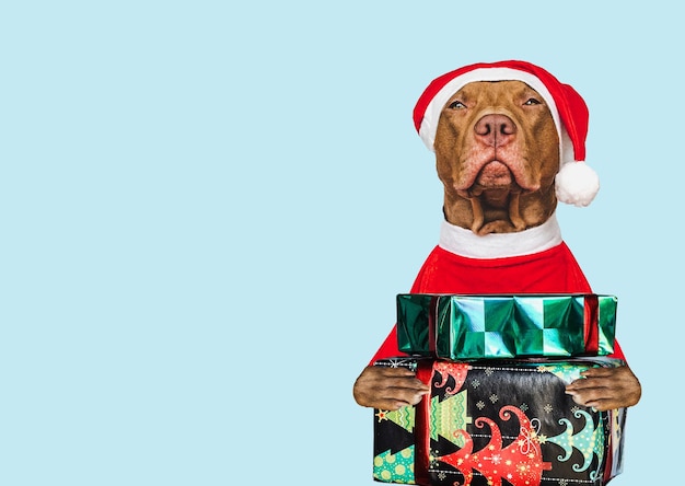 Lindo cachorrinho adorável chapéu de Papai Noel e caixa festiva