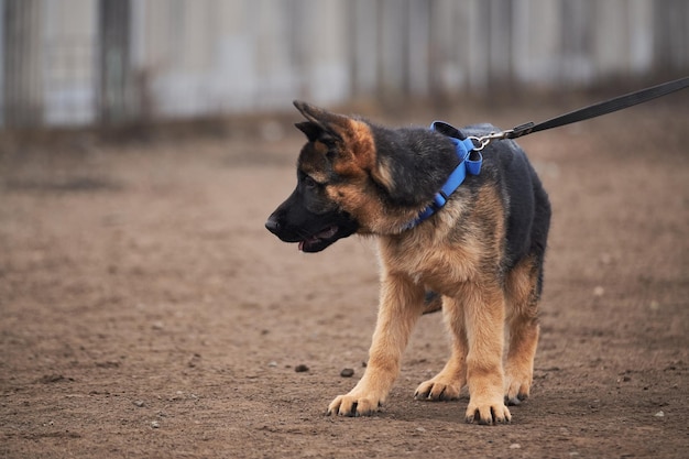 Lindo cachorrinho adorável de cão pastor alemão preto e vermelho fica na coleira no colarinho azul