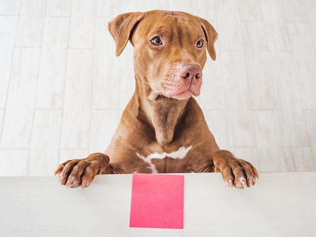 Lindo cachorrinho adorável de cor marrom e cartão de felicitações