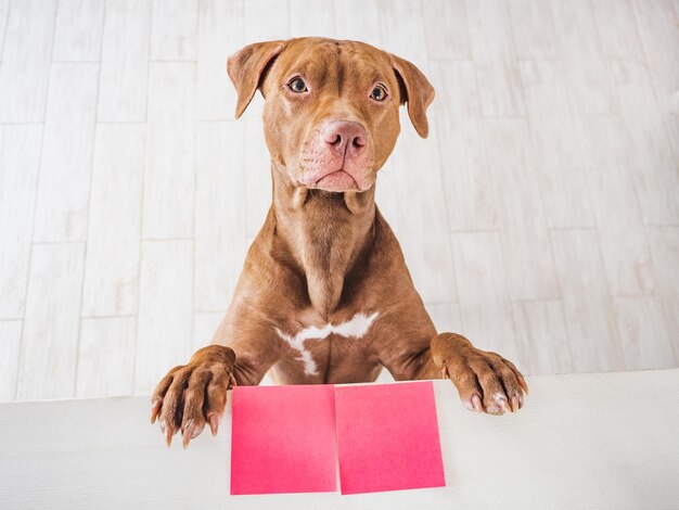 Foto lindo cachorrinho adorável de cor marrom e cartão de felicitações