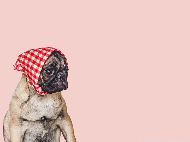Foto lindo cachorrinho adorável e cachecol vermelho closeup