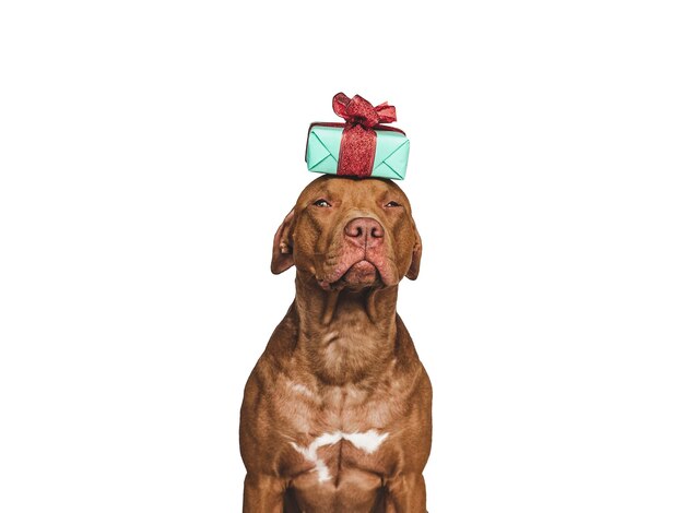 Lindo cachorrinho adorável e caixa de presente brilhante