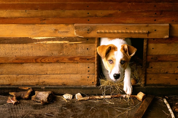 Lindo cachorrinho amigável em seu recinto