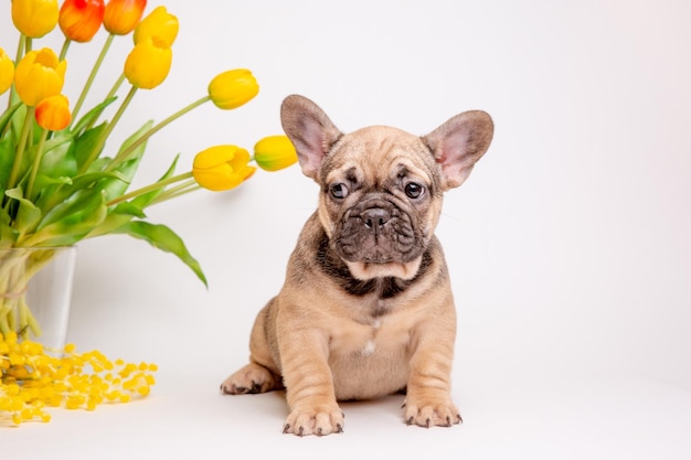 Lindo cachorrinho buldogue francês com flores da primavera no fundo branco conceito de animal de estimação fofo