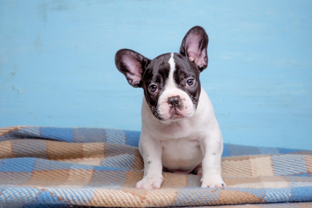 Lindo cachorrinho buldogue francês no conceito de animal de estimação fofo de fundo azul