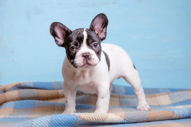 Lindo cachorrinho buldogue francês no conceito de animal de estimação fofo de fundo azul