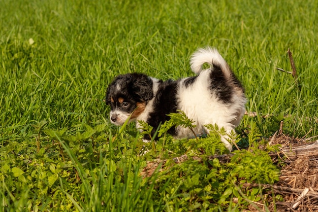 Lindo cachorrinho correndo na grama