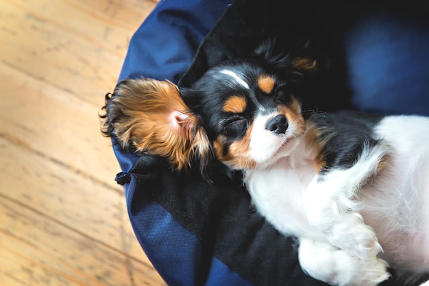 Lindo cachorrinho de cavalier spaniel dormindo