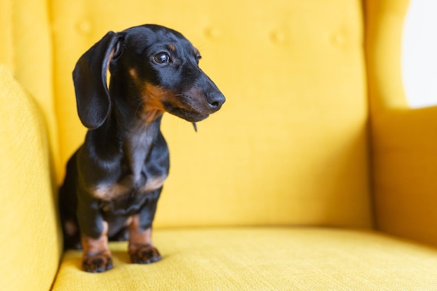 Lindo cachorrinho de dachshund sentado na poltrona amarela