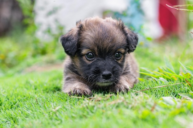 Lindo cachorrinho de raça mista deitado na grama, deitado na grama verde descansando