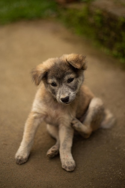 Lindo cachorrinho fofo