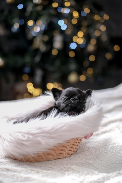 Lindo cachorrinho griffon está dormindo com chapéu de Papai Noel. Fundo de bokeh de árvore de ano novo. Cara engraçada pequena. C