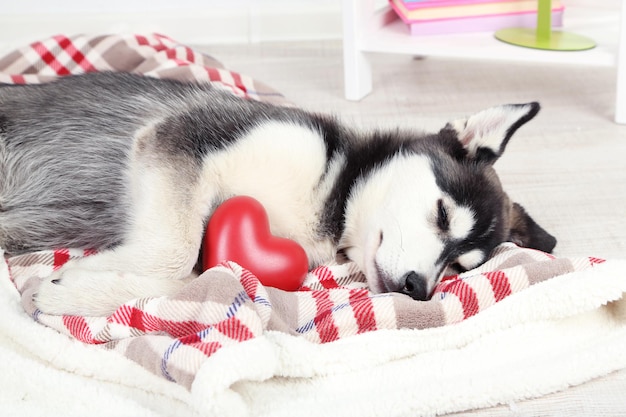 Lindo cachorrinho husky fofo no quarto