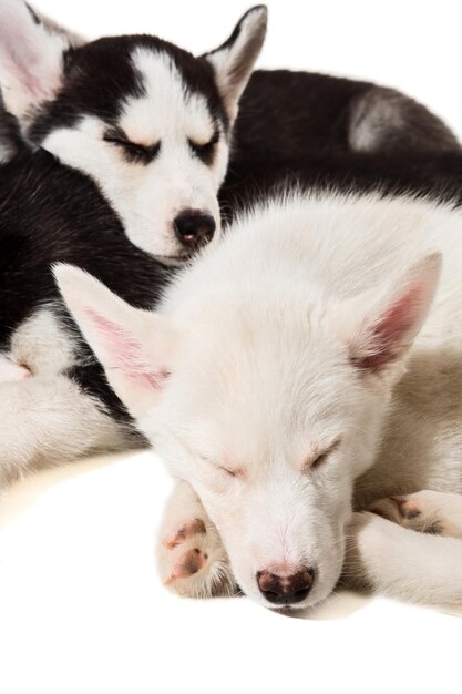 Lindo cachorrinho husky isolado no fundo branco