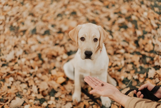 Lindo cachorrinho labrador sentado em um parque de outono entre folhas amarelas