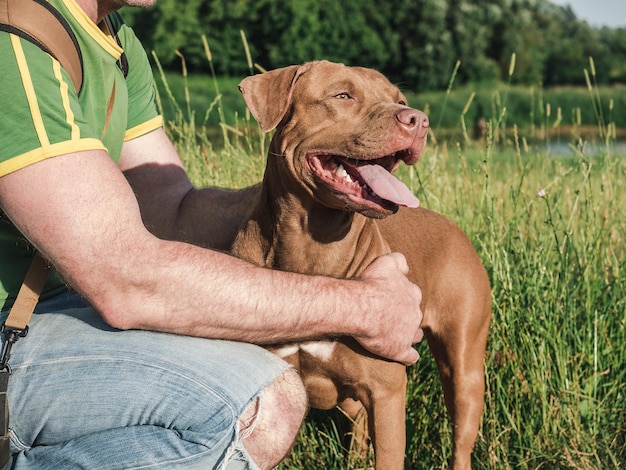 Lindo cachorrinho marrom encantador e homem atraente